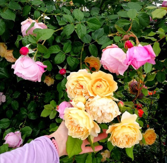  - Crown Princess Margareta