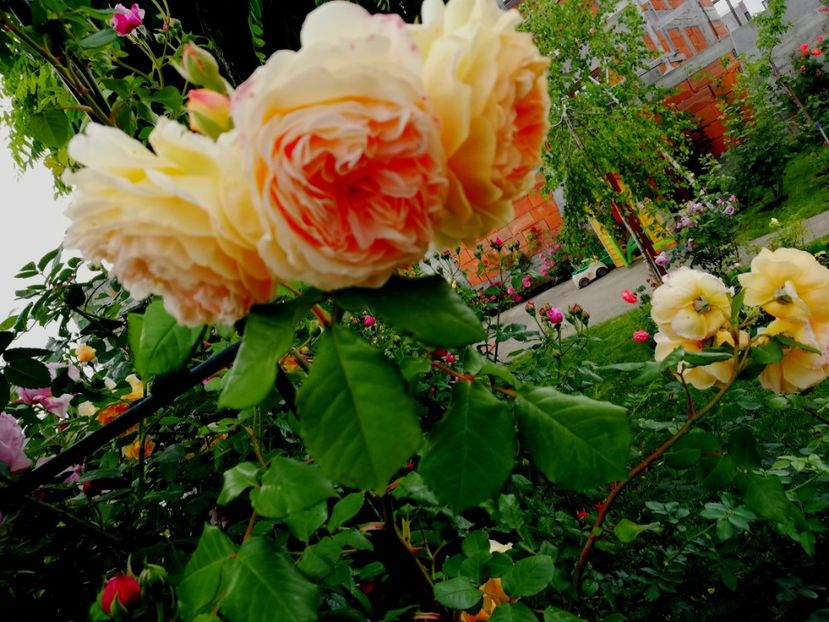  - Crown Princess Margareta