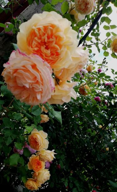  - Crown Princess Margareta