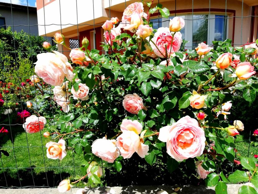  - Abraham Darby