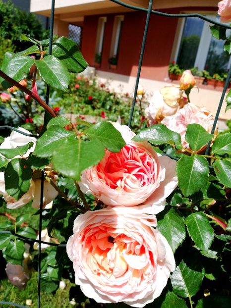  - Abraham Darby
