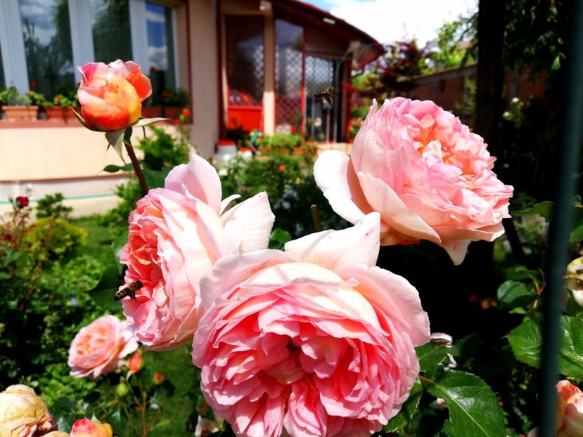  - Abraham Darby