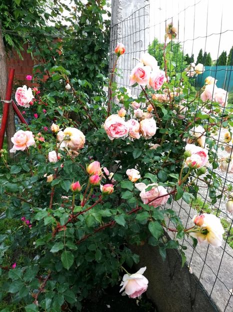  - Abraham Darby