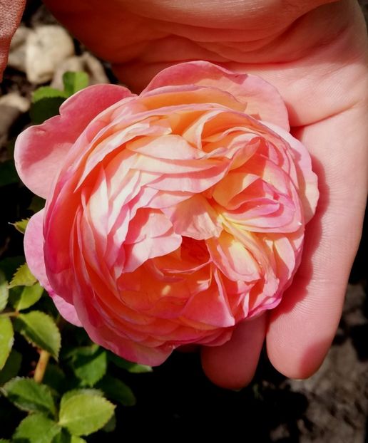  - Abraham Darby