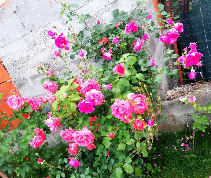  - Dee dee Bridgewater