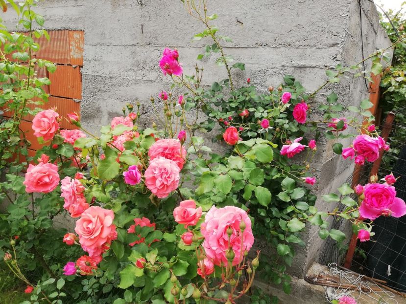  - Dee dee Bridgewater