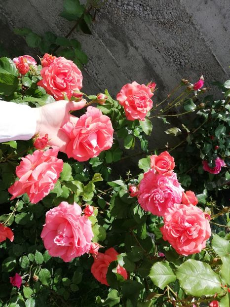  - Dee dee Bridgewater