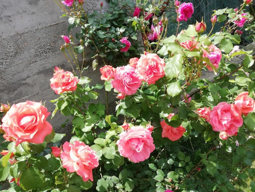  - Dee dee Bridgewater