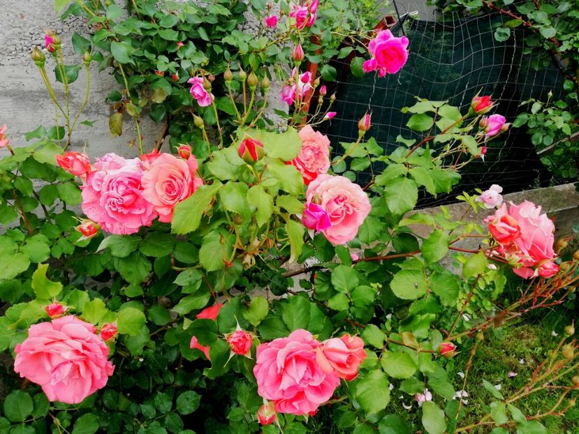  - Dee dee Bridgewater