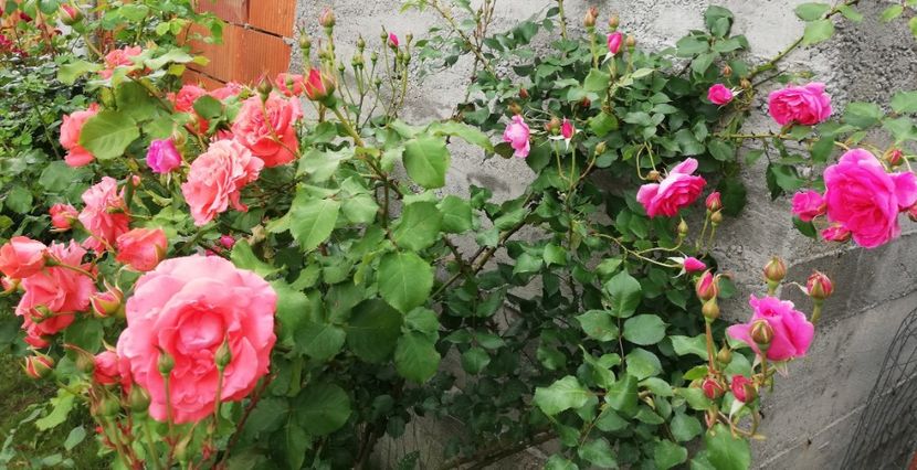  - Dee dee Bridgewater