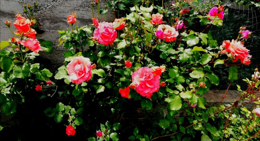  - Dee dee Bridgewater