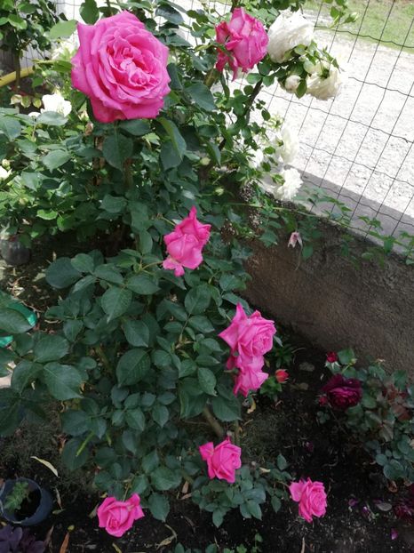  - Necunoscut seamana cu Coral Dawn