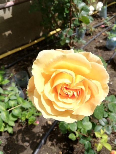  - Cyrano de Bergerac