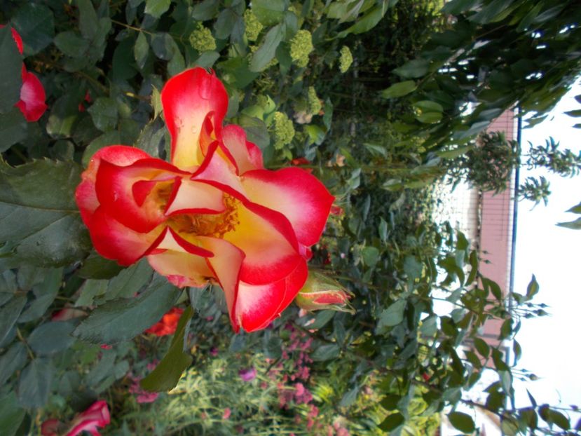  - Trandafiri si peisaje 2020