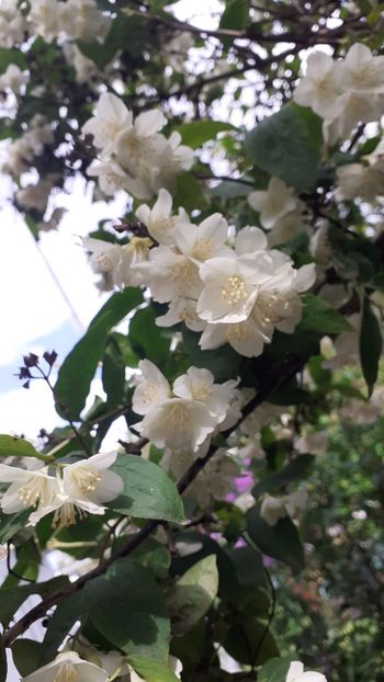  - Alte flori