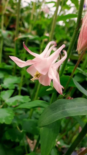  - Alte flori