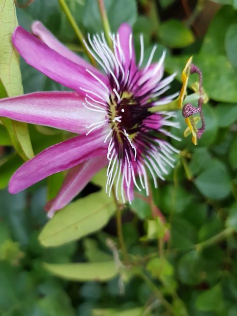 Passiflora - Mai 2020