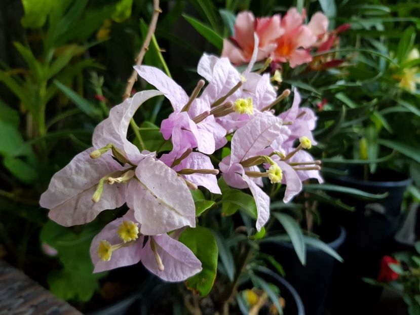 Bougainvillea - Mai 2020