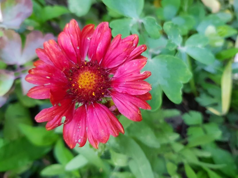 Gaillardia - Mai 2020