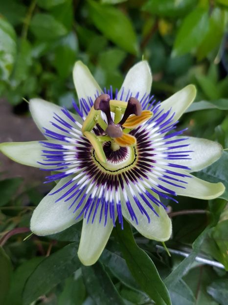 Passiflora - Mai 2020