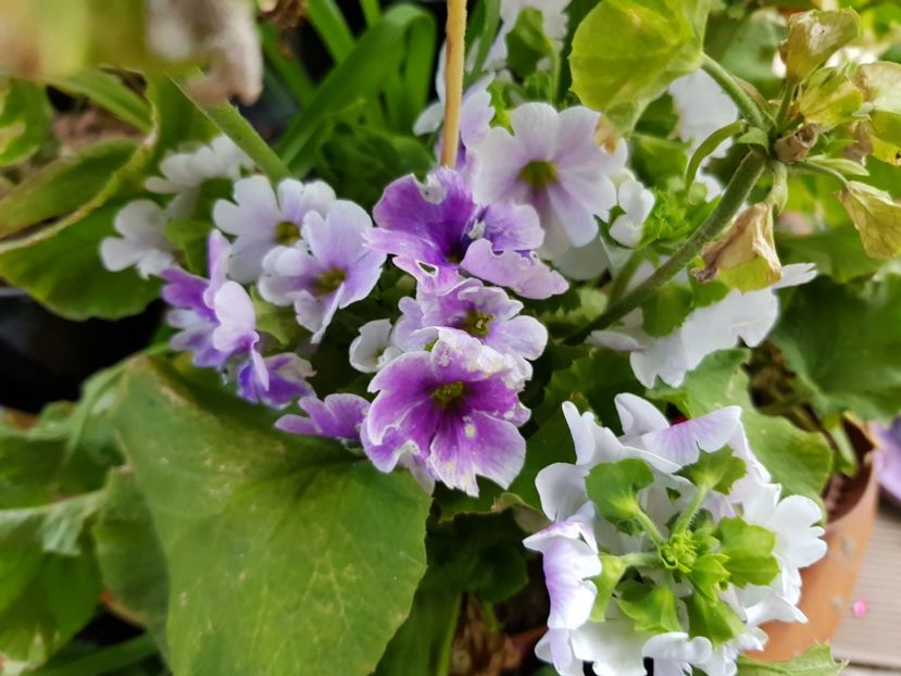 Primul a obconica - Mai 2020