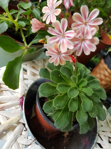 Lewisia - Mai 2020