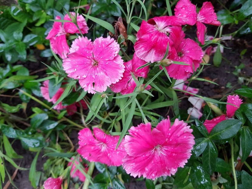 Garofite - Mai 2020