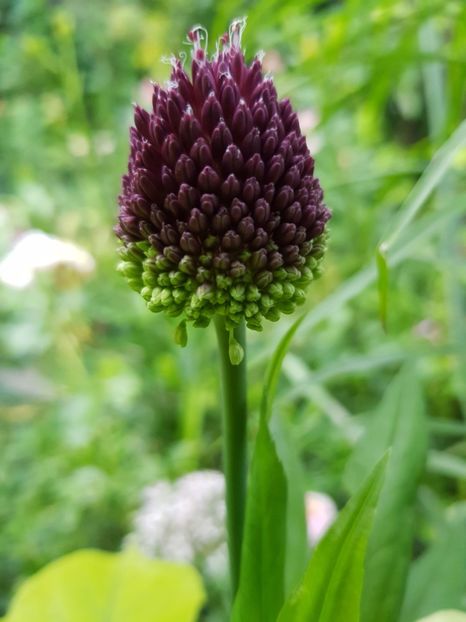  - Allium 2020 21 22