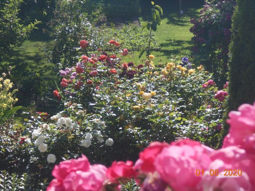  - 1Trandafiri 2020