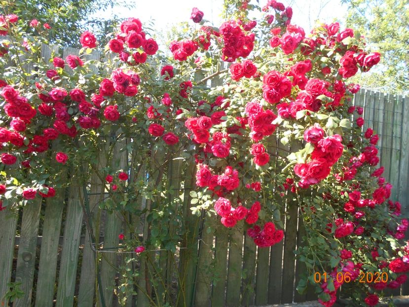  - 1Trandafiri 2020