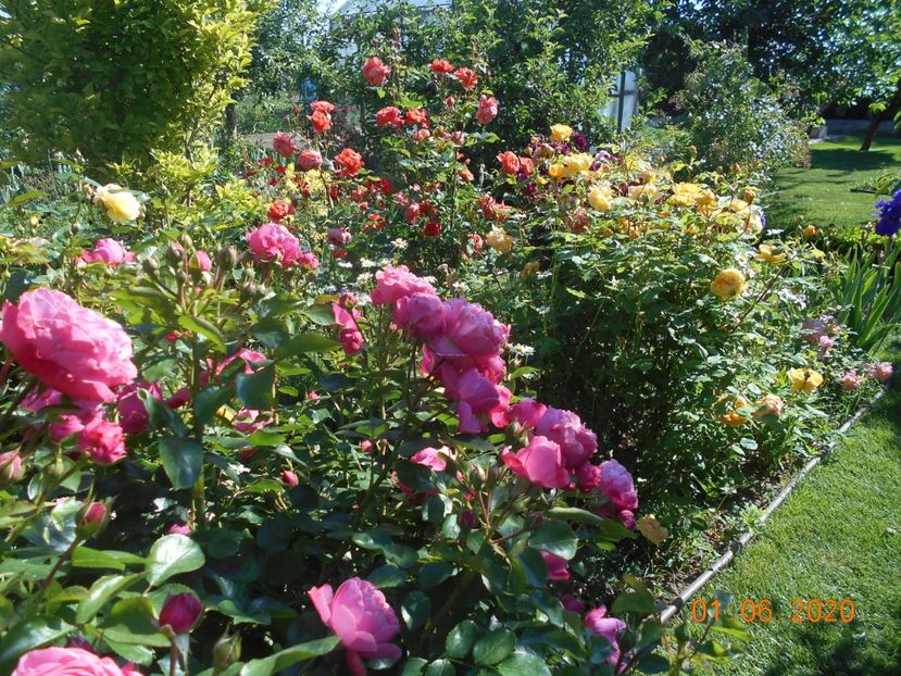  - 1Trandafiri 2020