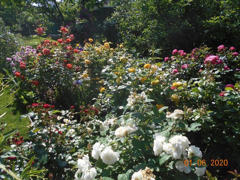  - 1Trandafiri 2020