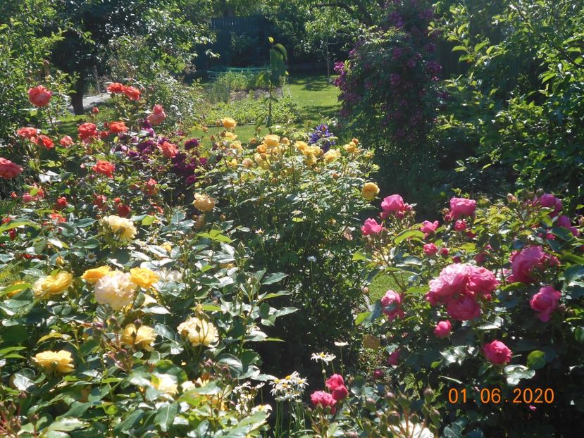  - 1Trandafiri 2020
