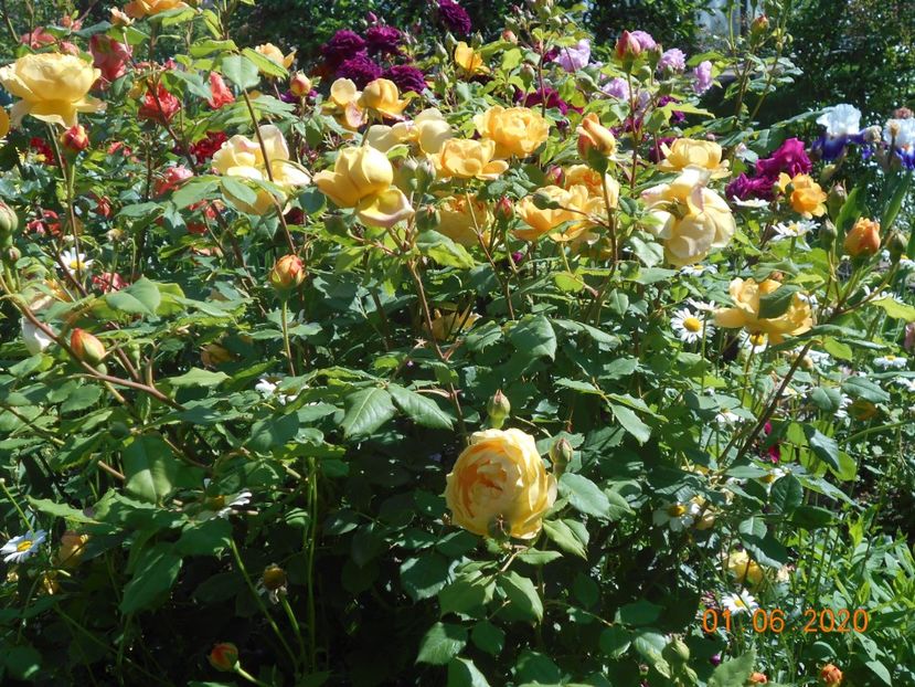  - Golden Celebration