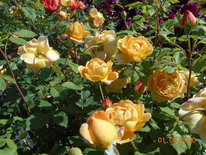  - 1Trandafiri 2020