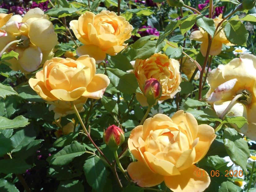  - Golden Celebration