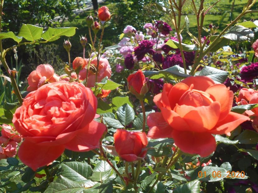  - 1Trandafiri 2020