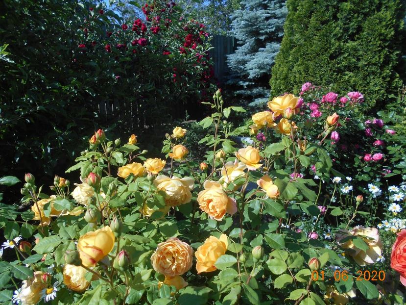  - Golden Celebration