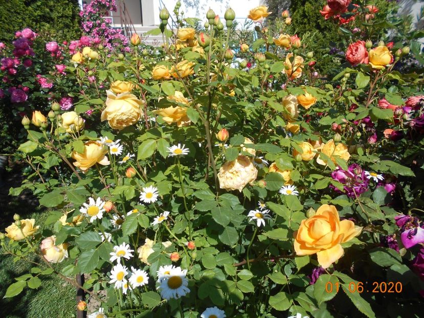  - 1Trandafiri 2020