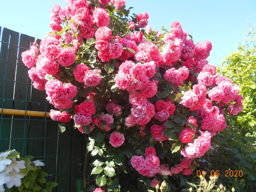  - 1Trandafiri 2020