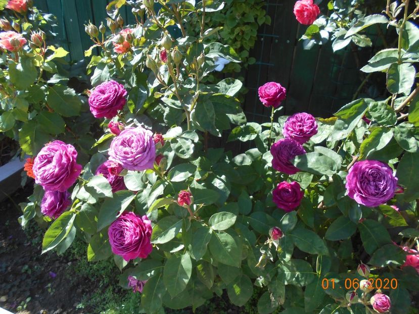  - 1Trandafiri 2020