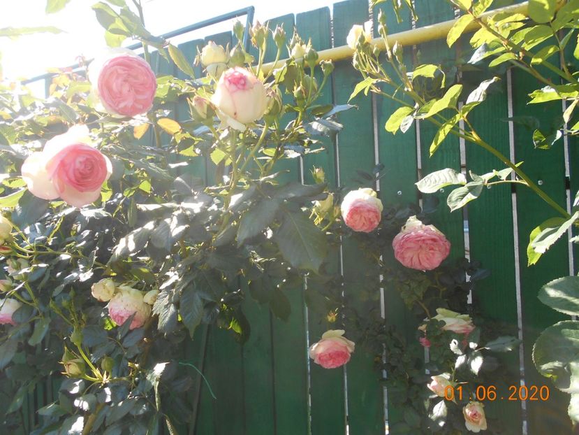  - 1Trandafiri 2020