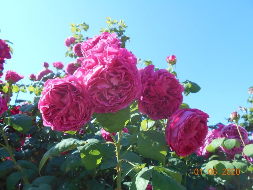  - 1Trandafiri 2020