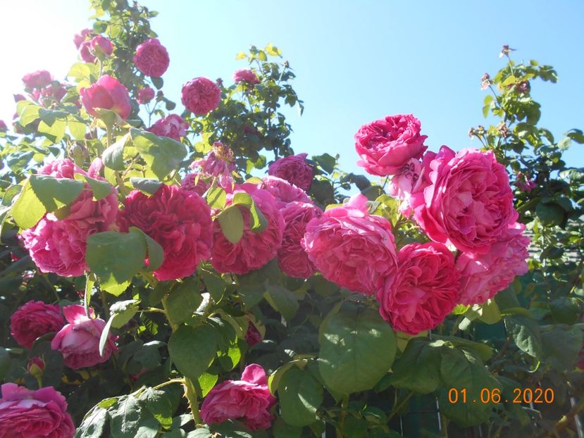  - Madame Isaac Pereire