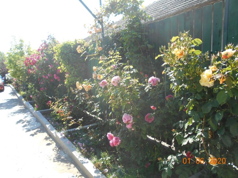  - 1Trandafiri 2020