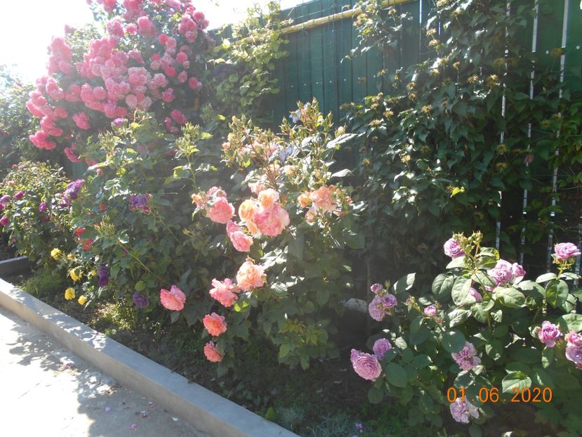  - 1Trandafiri 2020