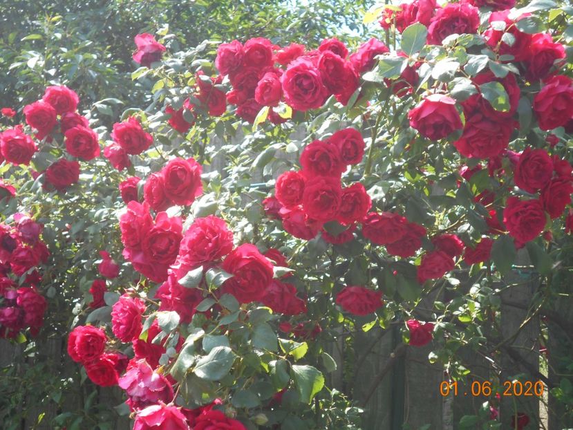  - 1Trandafiri 2020