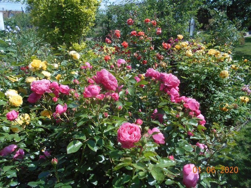  - 1Trandafiri 2020