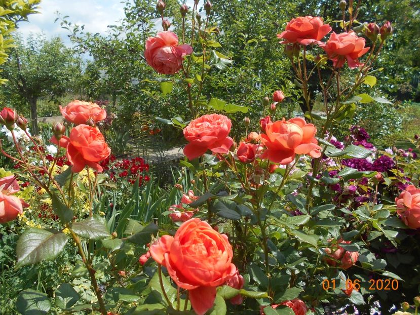  - 1Trandafiri 2020