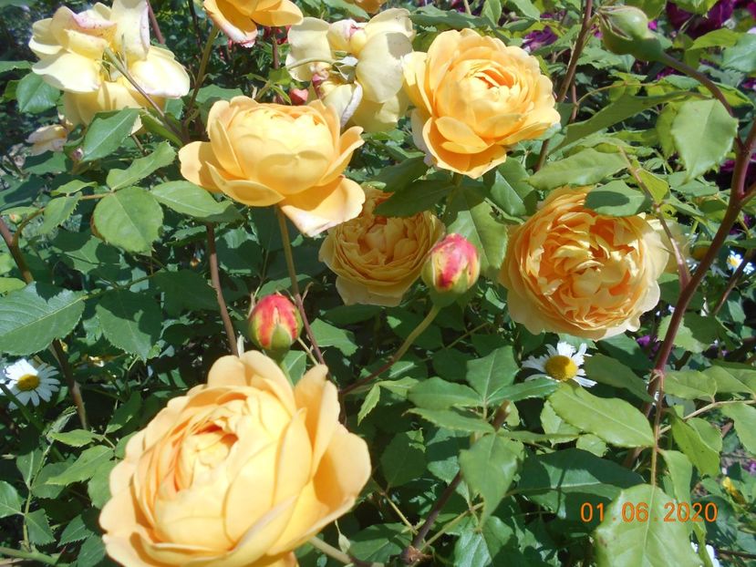  - Golden Celebration